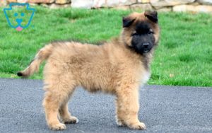 Belgian Tervuren