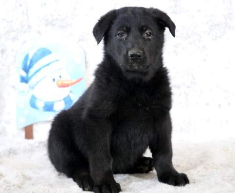 Bell German Shepherd