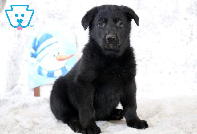 Bell German Shepherd image