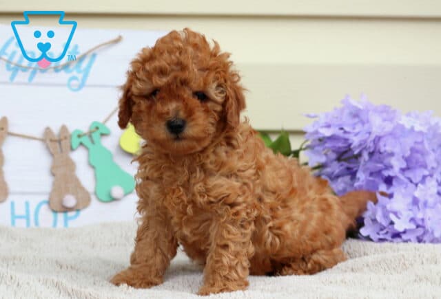 Bell Mini Poodle image