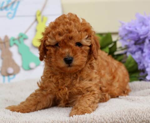 Bell Mini Poodle2