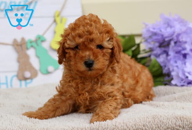 Bell Mini Poodle2 image