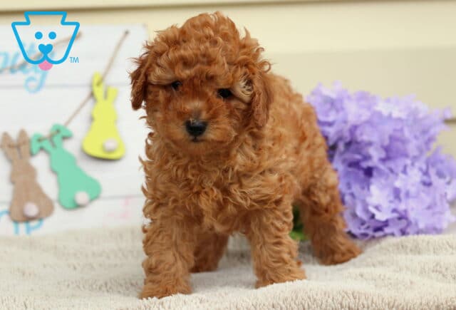 Bell Mini Poodle3 image