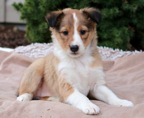 Bell Sheltie