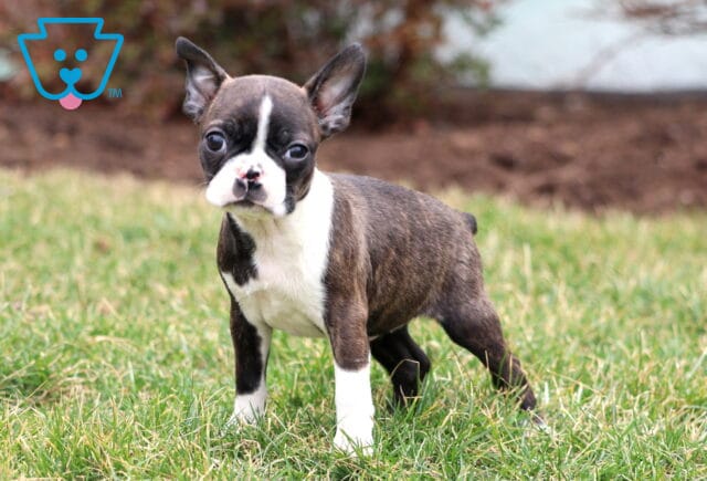 Bella Boston image