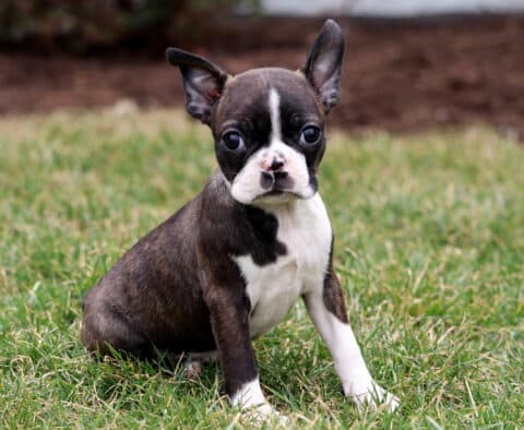 Bella Boston2
