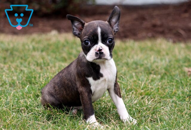 Bella Boston2 image