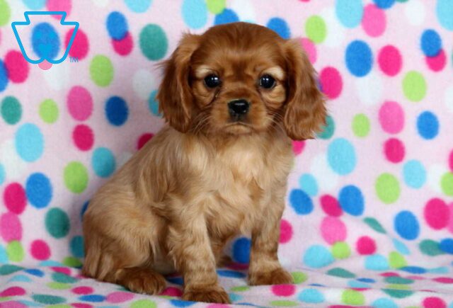 Bella Cavalier image