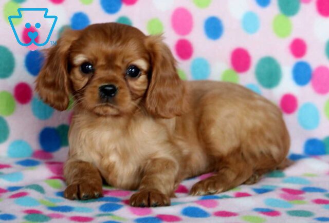 Bella Cavalier2 image