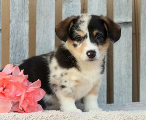 Bella Corgi2