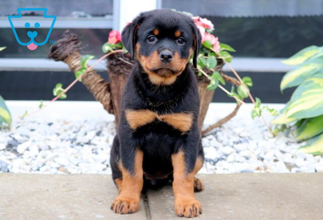 Bella Rottweiler 1-001