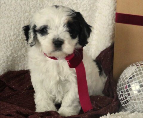 Benjamin Cavachon