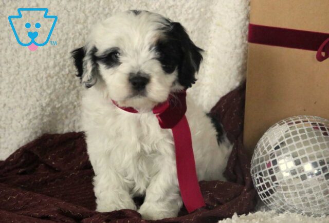 Benjamin Cavachon image