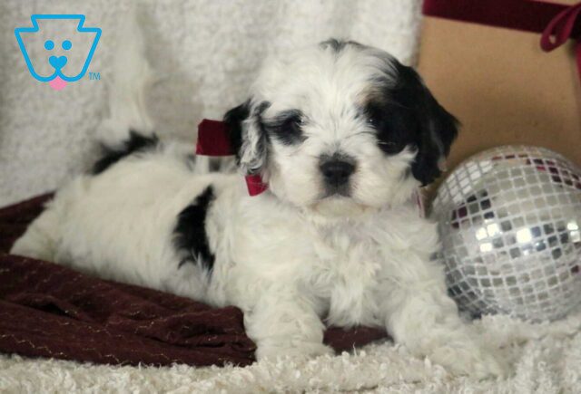 Benjamin Cavachon2 image