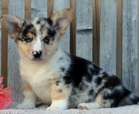 Benji Corgi
