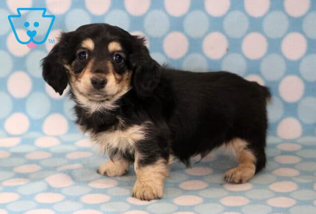 Benji Mini Dachshund image