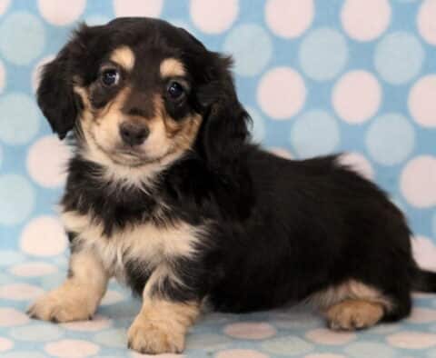 Benji Mini Dachshund2