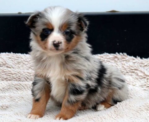 Benny Mini Aussie