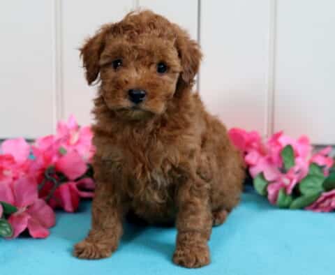 Benny Mini Poodle2