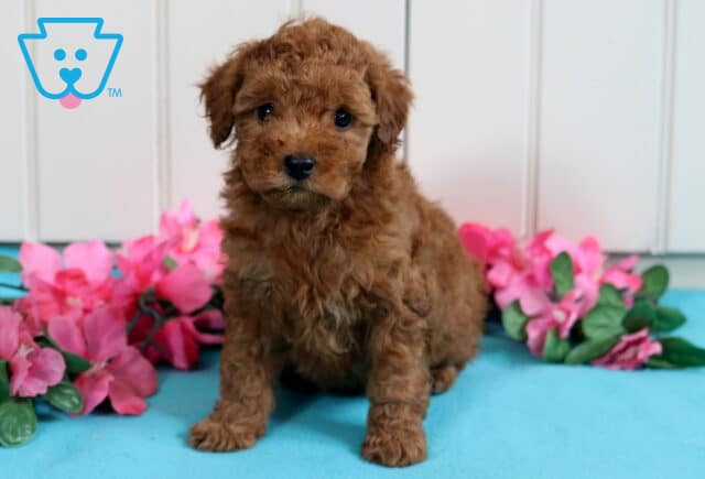 Benny Mini Poodle2 image