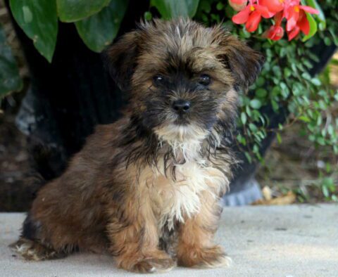 Benny Shorkie2