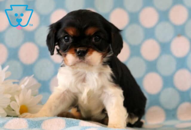 Benson Cavalier image