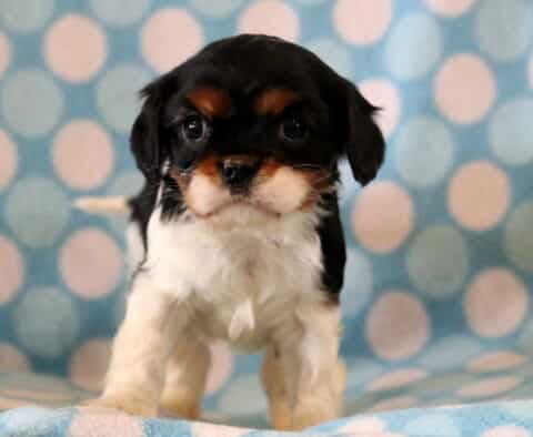 Benson Cavalier2