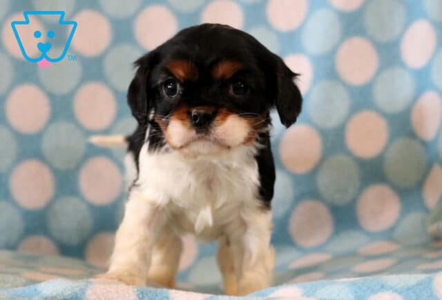Benson Cavalier2 image