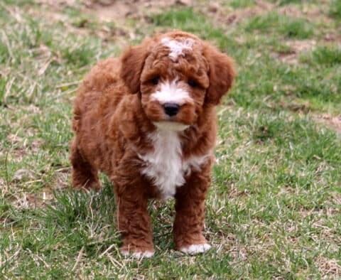 Benson Mini Poodle