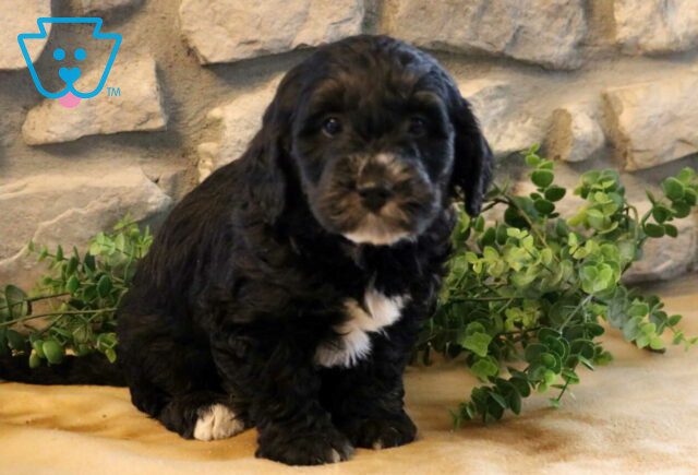 Bentley Poodle MIx