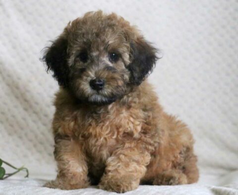 Bernard Mini Whoodle2