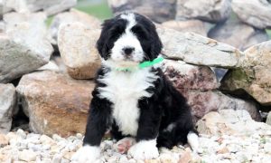 bernedoodle puppies for sale