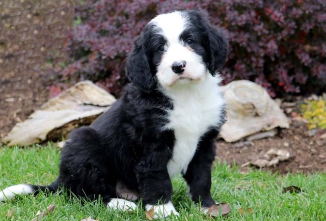 Bernese Mountain Dog Mix Puppies for Sale