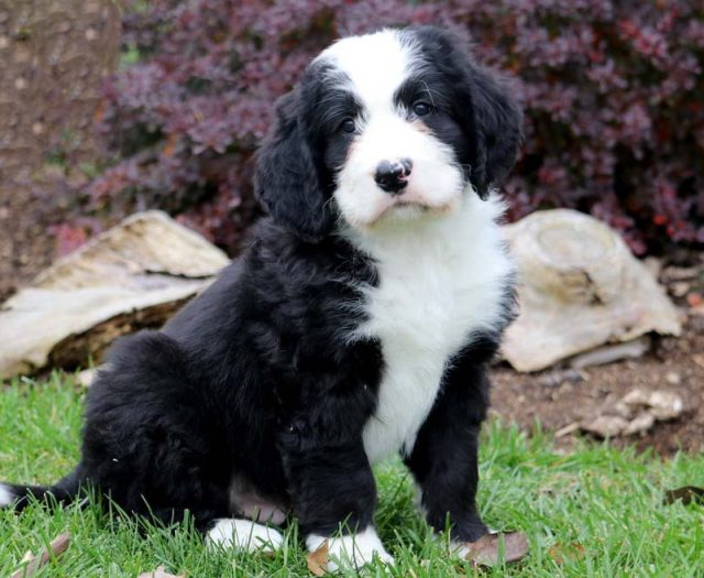 Bernese Mountain Dog Mix Puppies for Sale