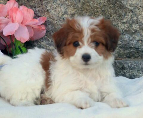 Bessie Pomapoo2