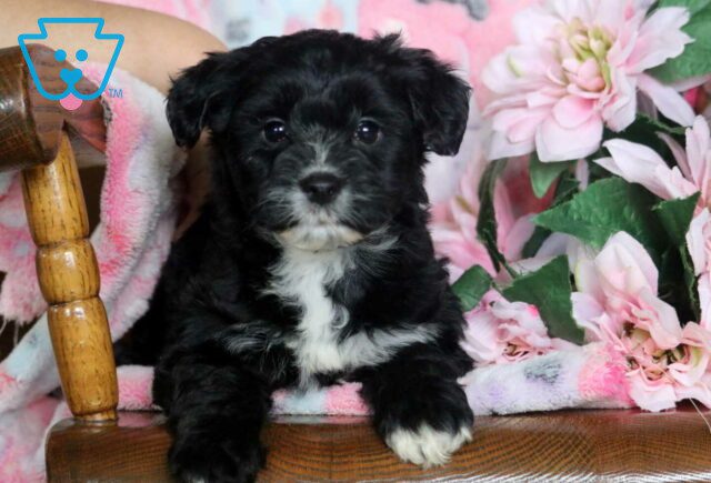 Bessie Yorkiepoo