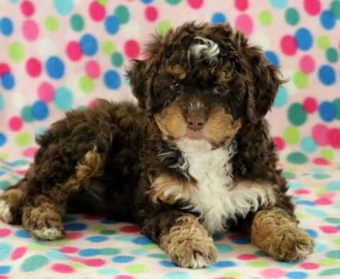 Bethany Mini Bernedoodle2