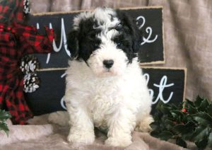 Bichon Mix puppies for sale