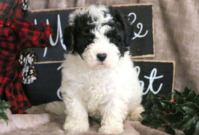 Bichon Mix puppies for sale