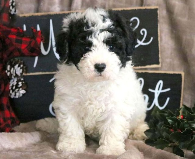 Bichon Mix puppies for sale