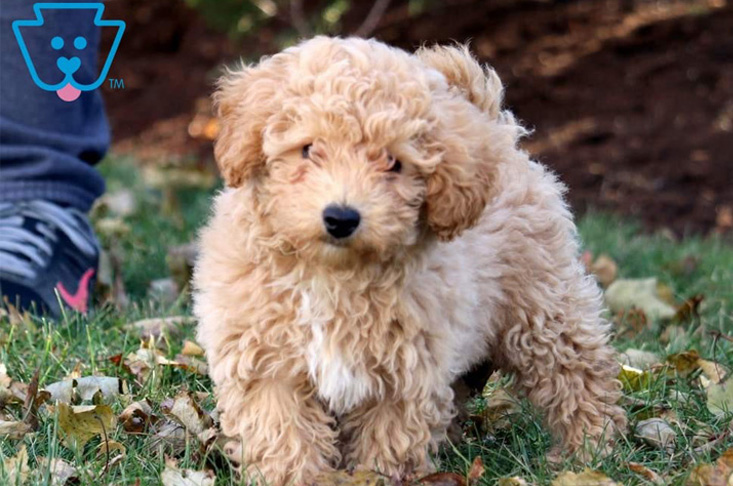 Adorable golden Bichpoo puppy for sale