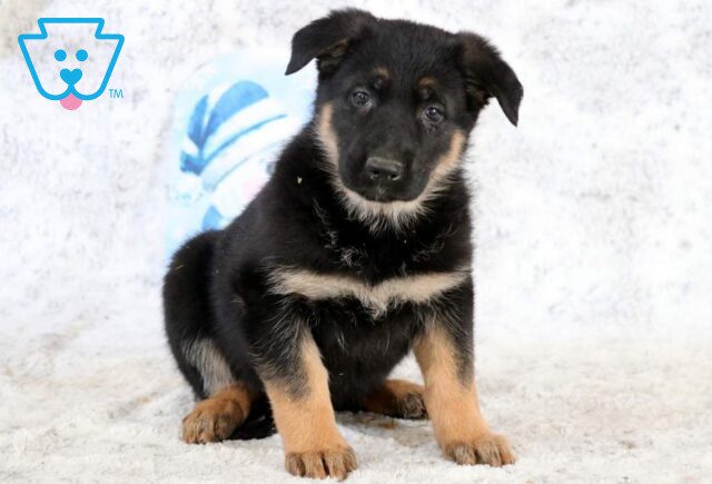 Biggie German Shepherd image