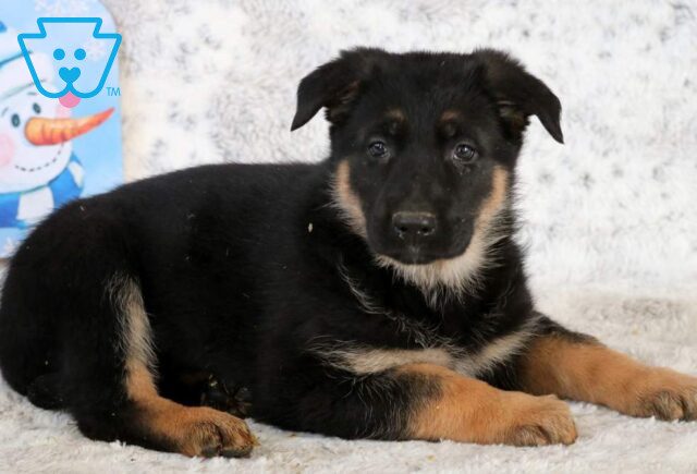 Biggie German Shepherd2 image