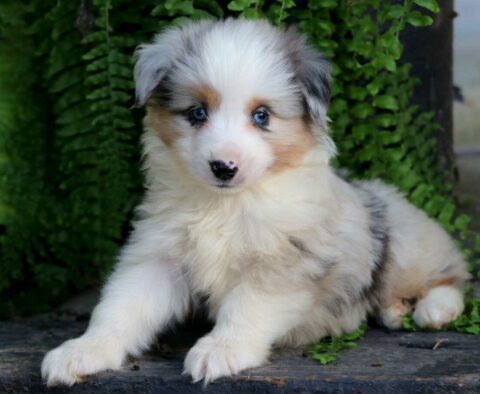 Biggie Mini Australian Shepherd2
