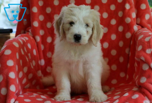 Billy Poodle Mix image