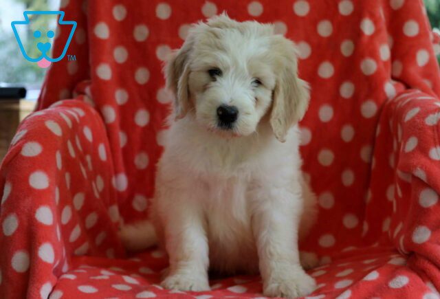 Billy Poodle Mix2 image