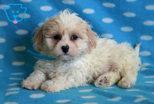 Bingo Cavachon image