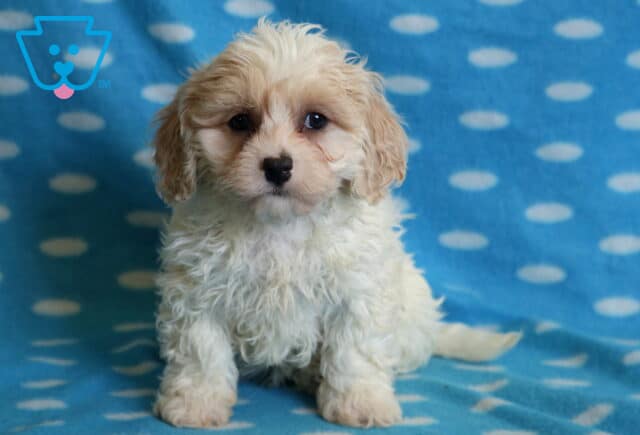 Bingo Cavachon2 image