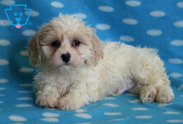 Bingo Cavachon3 image