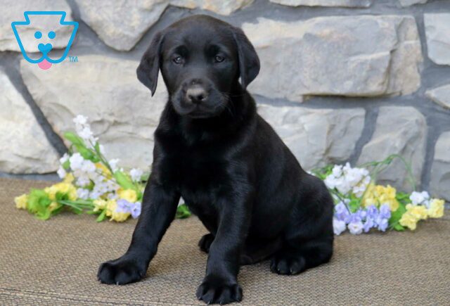 Biscuit Black Lab